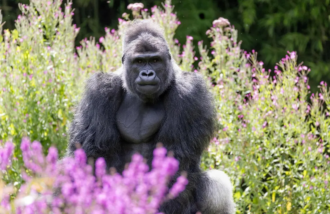 Les Jardins De Beauval-1