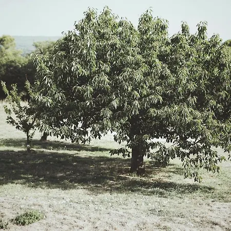 Domaine de Carraire-3