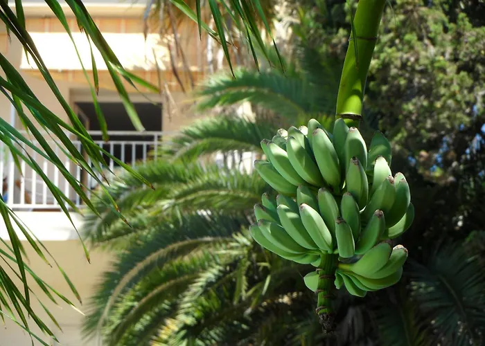 Residence Veles Plage Cannes